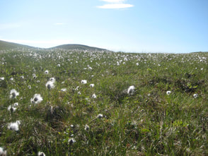 Tussocks in bloom on the North Slope